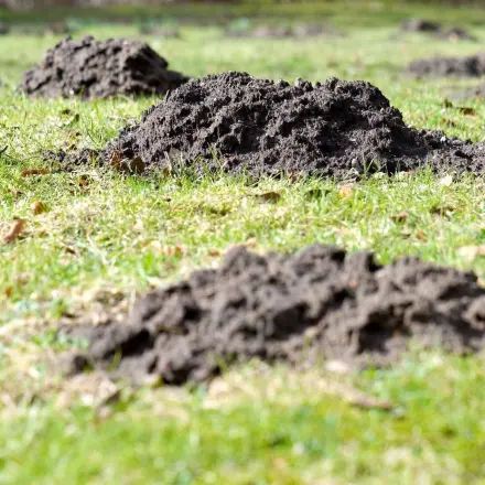 Maulwürfe und Wühlmäuse vertreiben