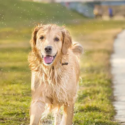 Was tun gegen riechende Hunde? | detektor.fm Interview