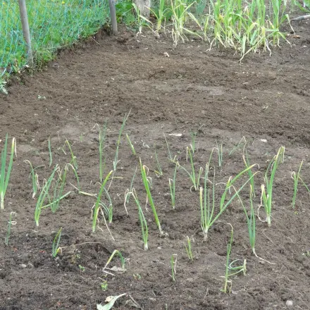 Mehr Regenwürmer - fruchtbarere Böden