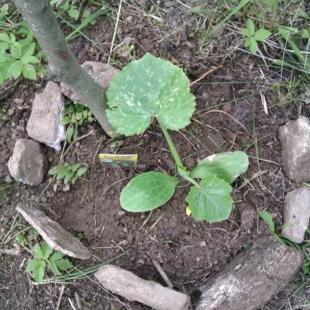 Unverhofft kommt oft - Zucchinipflanze die Robuste