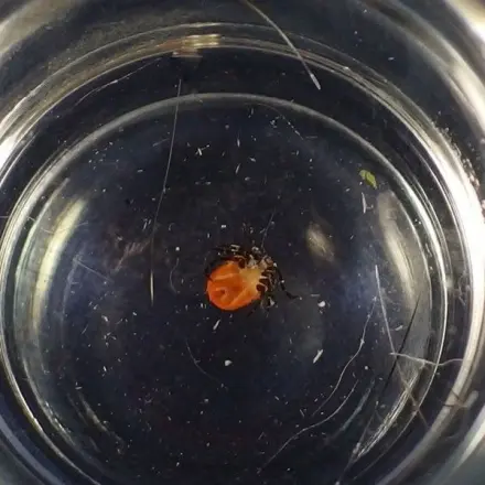 Entfernte Zecken entsorgen