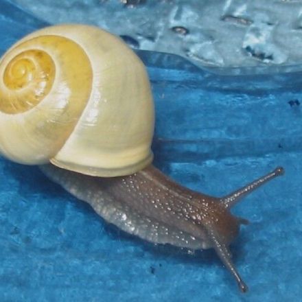 Schnecken im Garten vertreiben