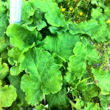 Die große Klette - Heilpflanze aus dem Garten