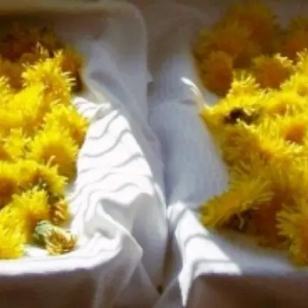 Löwenzahnblüten - so wird man die Krabbeltierchen los