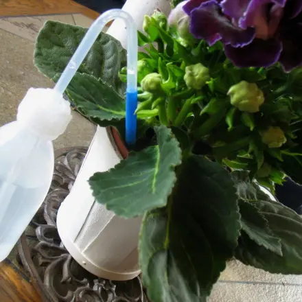 Empfindliche Zimmerpflanzen leichter gießen