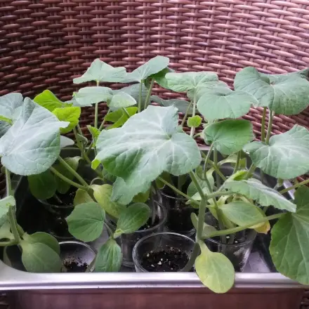 Kürbis selber anpflanzen - mit Kürbissamen züchten