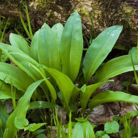 Bärlauch sammeln & in der Küche einsetzen | detektor.fm Interview