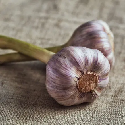 Knoblauch auf Vorrat und immer griffbereit