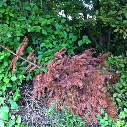 Weihnachtsbaum nach Weihnachten verschenken