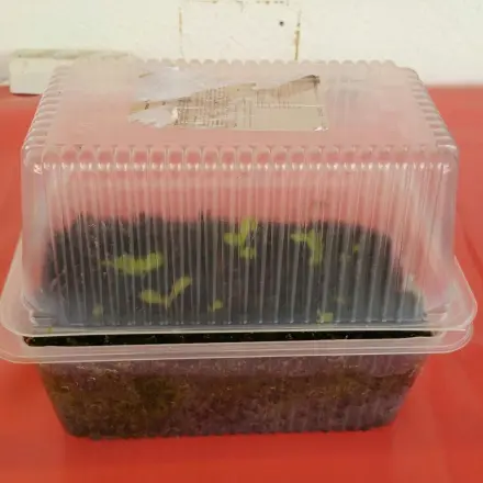 Mini-Gewächshaus für die Fensterbank