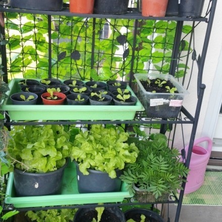 Pflanzenregal: Erdbeeren, Salate etc. anbauen & ernten