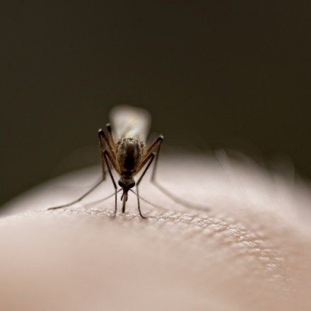 Was hilft gegen Stechmücken?