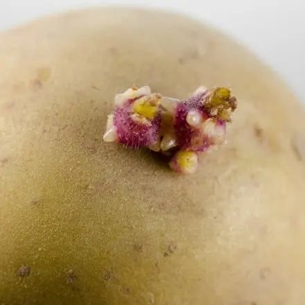 Natürliche Gifte im Essen