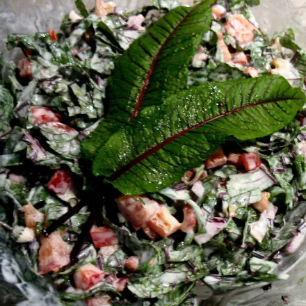 Blut-Sauerampfer-Salat – frisch und fruchtig