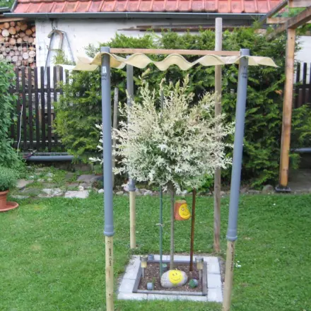 Harlekinweide vor Hagel schützen