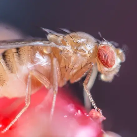 Fruchtfliegen in den Sommermonaten wirksam bekämpfen