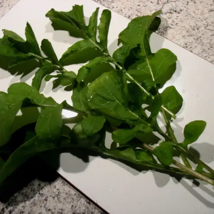 Rucola - sehr vielseitig und gesund!