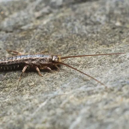 Silberfische wirksam bekämpfen