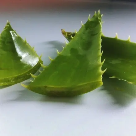 Aloe Vera zur vielfachen Hautpflege nutzen
