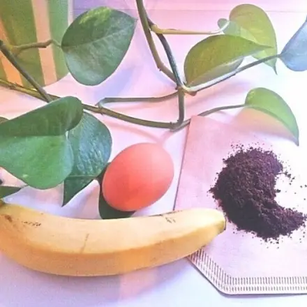 Pflanzen wiederbeleben mit selbst gemachtem Dünger