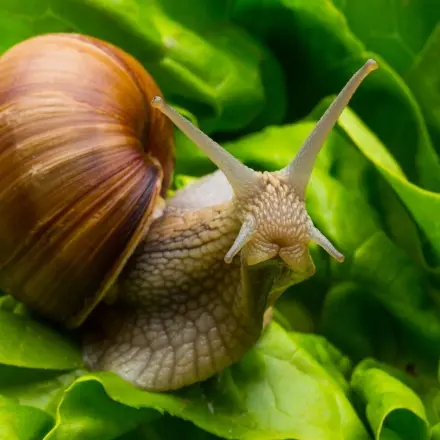 Was tun gegen Schnecken im Garten?