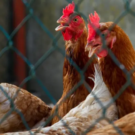 Die Vogelgrippe H5N8 breitet sich aus: Was muss ich jetzt wissen?