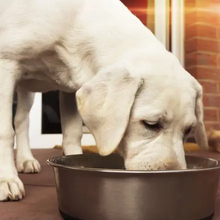 Hund kratzt sich, hat aber keine Flöhe