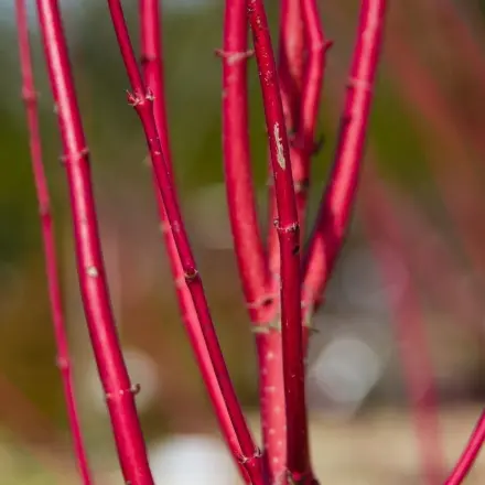 Günstiger Ganzjahres-Zweigschmuck vor der Hausstüre
