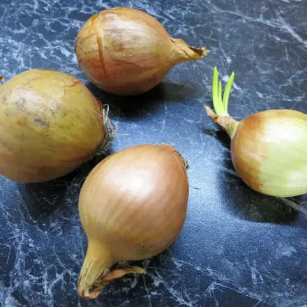 Zwiebeln aufbewahren