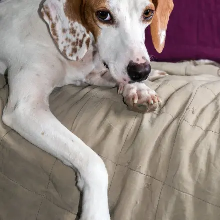 Bezüge für Hundebetten waschen