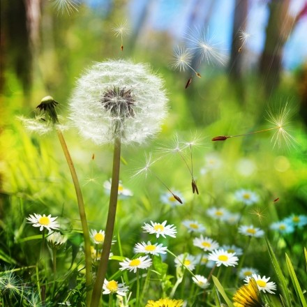 Frühlingszeit = Allergiezeit: Wie kann man sich schützen?