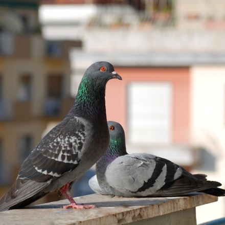 Was tun, wenn sich Tauben auf dem Balkon einnisten wollen?