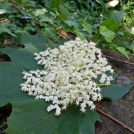 Holunderblütenöl herstellen