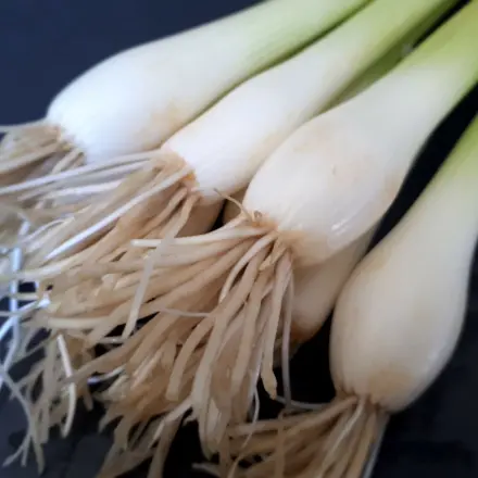 Lauchzwiebeln länger frisch halten