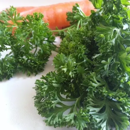 Küchenkräuter erfolgreich auf der Fensterbank anbauen