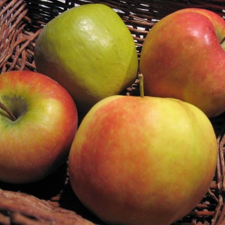 Verschiedene Apfelsorten und ihr Geschmack