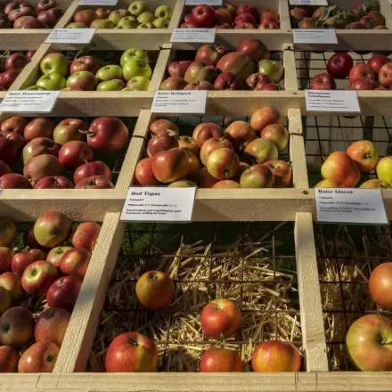 Die bekanntesten Apfelsorten und ihre Verwendung