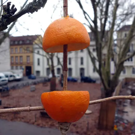 Vogelfutterstelle aus Orangenschalen