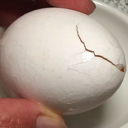 Eier und Salmonellen