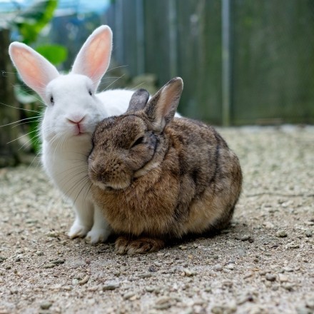 Kaninchen zusammenführen