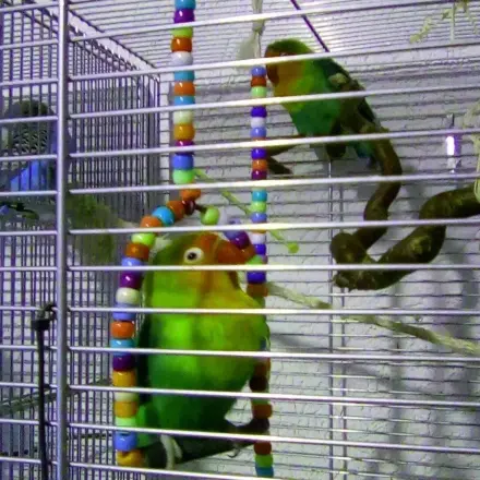 Schaukel für Vögel basteln