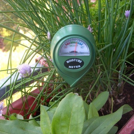 Feuchtigkeitsmesser: Balkonpflanzen optimal gießen
