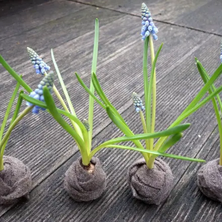 Hyazinthen- oder Tulpenzwiebeln in Gartenwolle