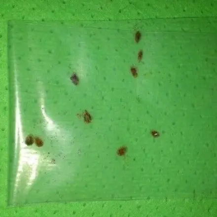 Schildläuse bekämpfen ohne Mixturen