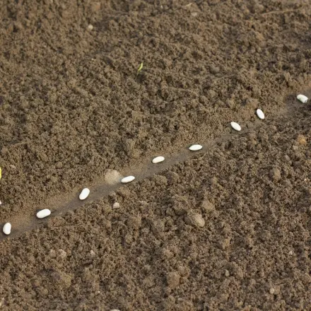 Strauchbohnensaatgut schon vor den Eisheiligen säen