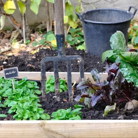 Quecke aus bepflanztem Beet herausziehen