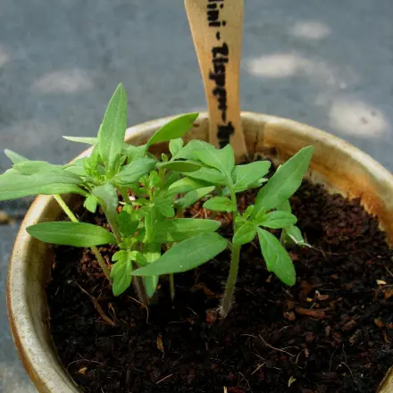 Anzucht von Tomaten-Stecklingen