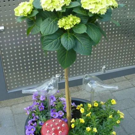 Gläserne Blumen-Wasserspender reinigen