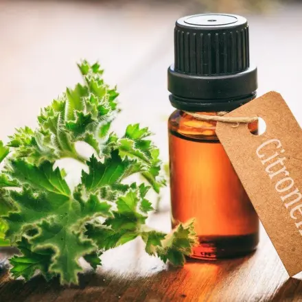 Citronella wirkt sicher gegen Stechmücken