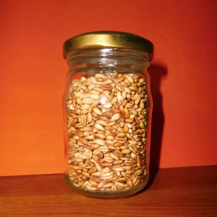 Hafer zum Knabbern - gepuffte Haferkörner